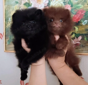 Pui de pomeranian- spitz pitic  - imagine 4