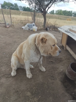 Mascul Asia centrala pentru partenere 