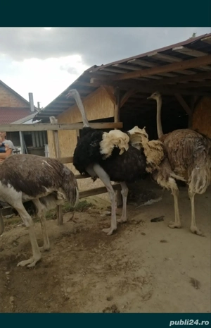 Vând familie de struți!! - imagine 3 Vând familie de struți!! - imagine 3