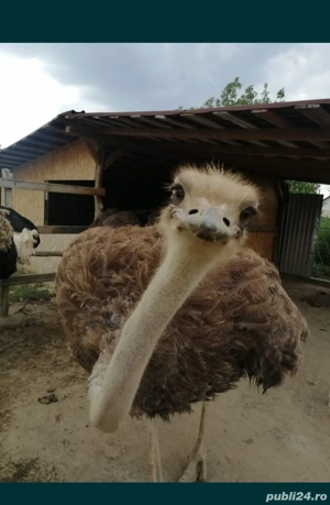 Vând familie de struți!! - imagine 2 Vând familie de struți!! - imagine 2