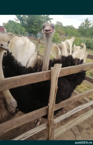 Vând familie de struți!!