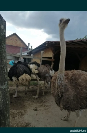 Vând familie de struți!! - imagine 4 Vând familie de struți!! - imagine 4