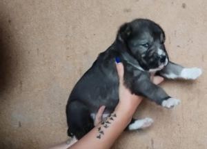 Pui ciobanesc de asia centrala alabai - imagine 2 Pui ciobanesc de asia centrala alabai - imagine 2