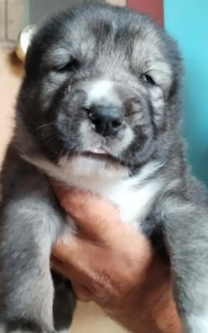 Pui ciobanesc de asia centrala alabai