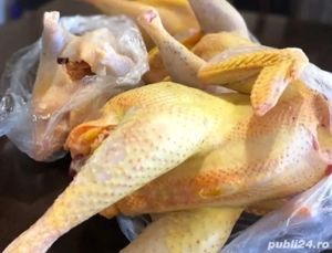 pasari de tara  gaini si cocosi - imagine 2