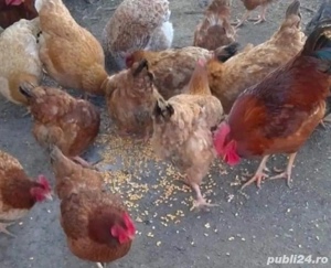 pasari de tara  gaini si cocosi