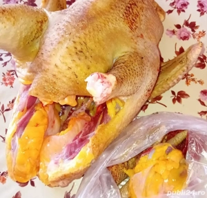 pasari de tara  gaini si cocosi - imagine 4