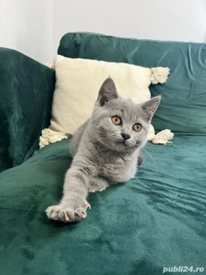 Fetița British Shorthair - imagine 5