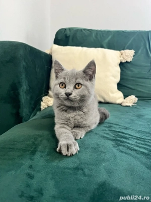 Fetița British Shorthair - imagine 2