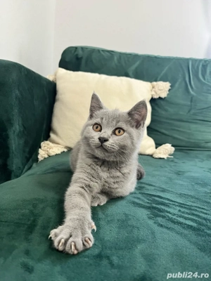 Fetița British Shorthair - imagine 4