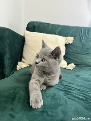 Fetița British Shorthair - imagine 3
