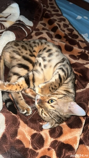 motanel bengalez  - imagine 3 motanel bengalez  - imagine 3