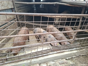 Vand 7 Porci 30 kg rasă mixtă Duroc x Pietran 