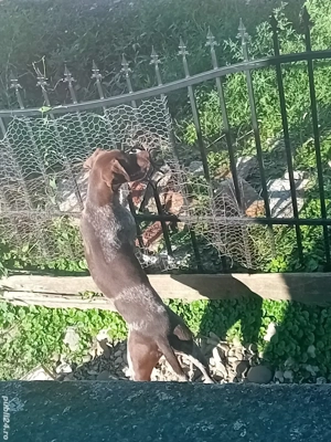 URGENT Câine Brac German  - imagine 2