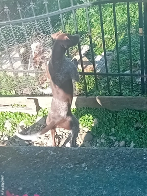URGENT Câine Brac German  - imagine 3