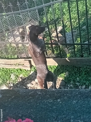 URGENT Câine Brac German  - imagine 4