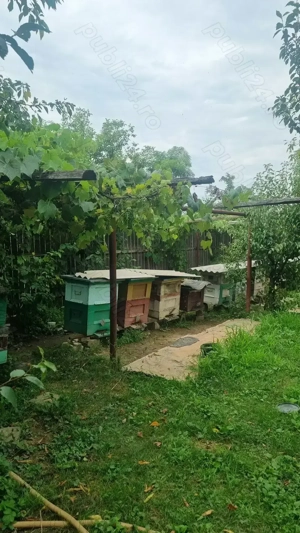 Vand stupi cu familii de albine pe 10 rame.