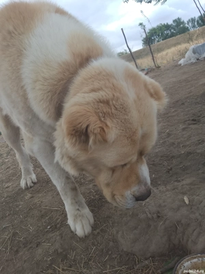 Cibanesc Asia Centrala - imagine 4