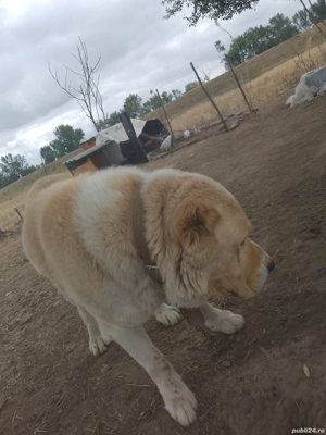 Cibanesc Asia Centrala - imagine 3