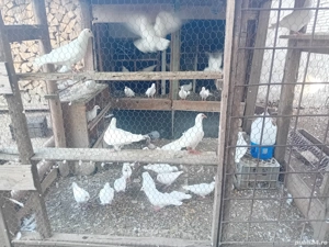 Porumbei voiajori  albi