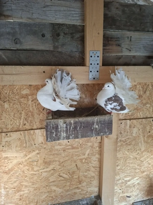 porumbei de ornament - imagine 2