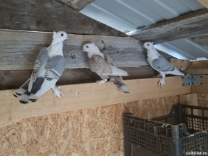 porumbei de ornament - imagine 3