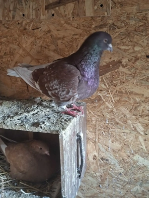 porumbei de ornament - imagine 4