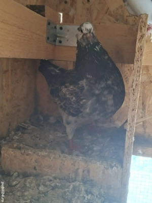 porumbei de ornament - imagine 5