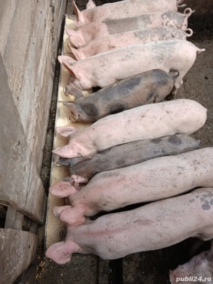 Vând purcei - imagine 3