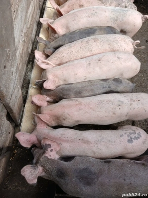 Vând purcei - imagine 2