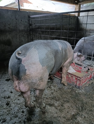 Vând Vier Petrean  - imagine 4