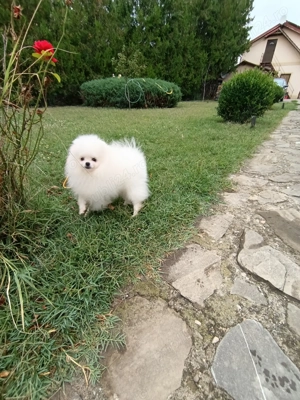 Pomeranian mini toy canisa 5 luni