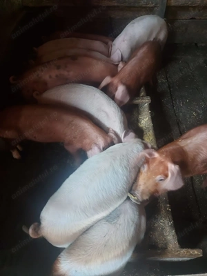 Vind soldani13 saptamîni  - imagine 2 Vind soldani13 saptamîni  - imagine 2