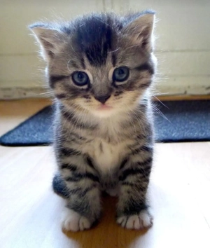 siberiana de pădure  - imagine 3