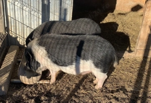 Purcei vietnamezi vieri