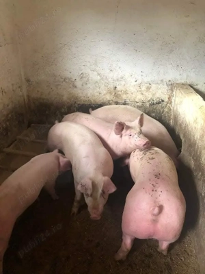 vând porci purcei