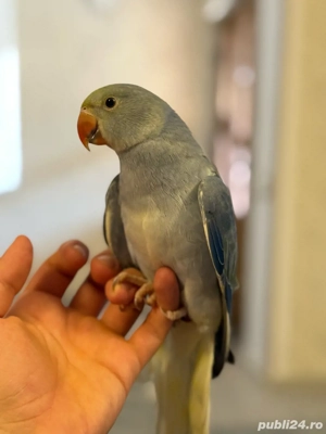 vand papagali blanzi micul alexandr