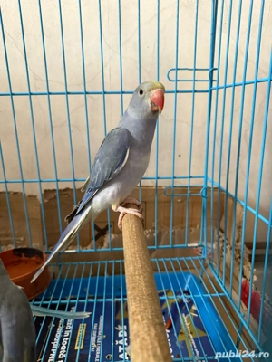 vand papagali blanzi micul alexandr - imagine 4
