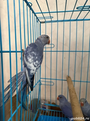 micul alexandru crescuti la seringa