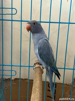 vand papagali blanzi micul alexandr - imagine 3