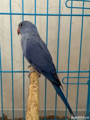 vand papagali blanzi micul alexandr - imagine 2