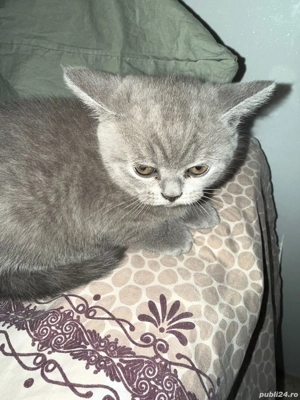 british short hair - imagine 3