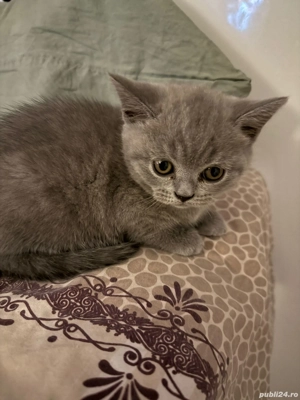 british short hair - imagine 4