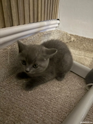 british short hair - imagine 5