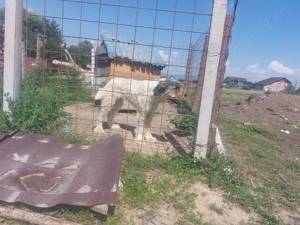 Vand femela ciobanesc mioritic 