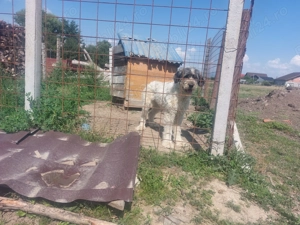 Vand femela ciobanesc mioritic  - imagine 2 Vand femela ciobanesc mioritic  - imagine 2