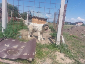 Vand femela ciobanesc mioritic  - imagine 3 Vand femela ciobanesc mioritic  - imagine 3