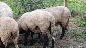 oi tinere  - imagine 2 oi tinere  - imagine 2