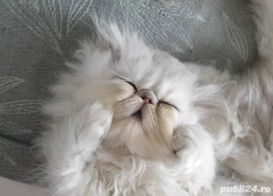 Persane chinchilla  - imagine 2