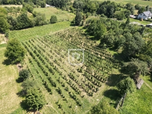 Ferma agricola, plantatii de mure, trandafiri, vita-de-vie